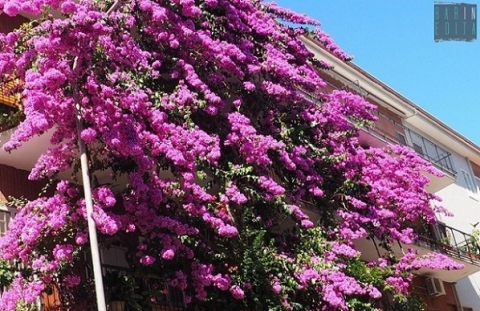 Bari, quella bouganville viola alta 4 piani: �E' qui dagli anni 60, curata da tutti noi�